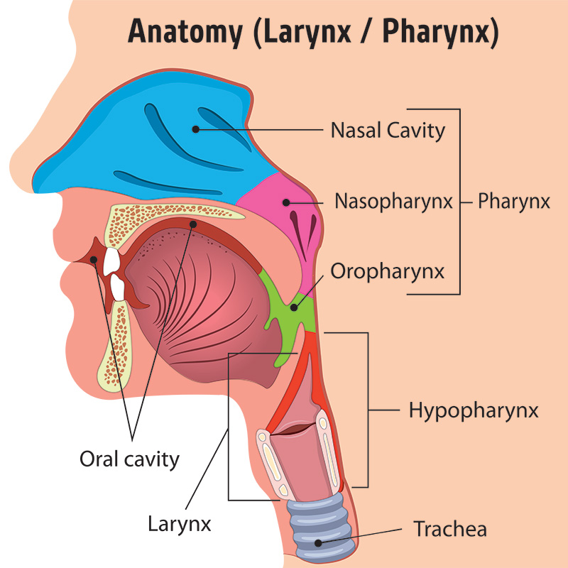 head and neck cancer