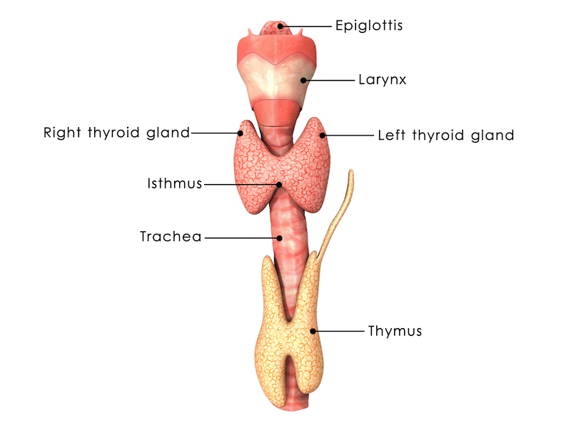 Thyroid